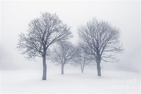 Winter Trees In Fog Photograph By Elena Elisseeva