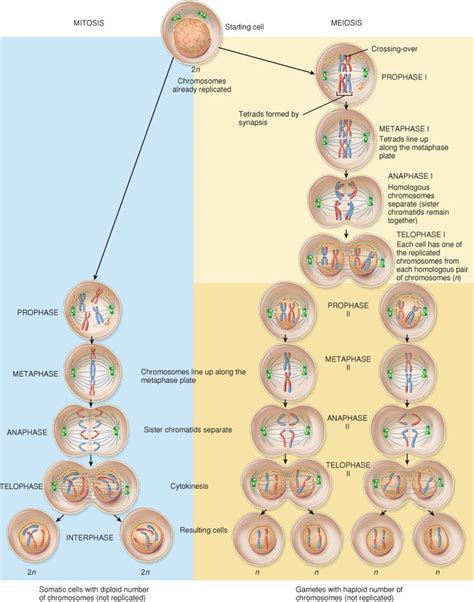 Cell Biology Mitosis Versus Meiosis I Whats The Difference