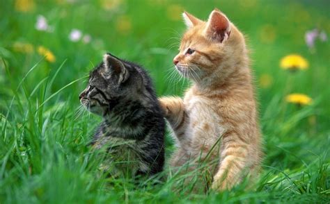 Cute Animal Wallpapers for Desktop - WallpaperSafari