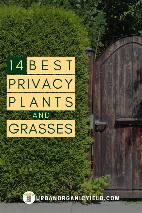 Add texture, color and movement to your landscape! 14 Best Privacy Plants and Grasses Instead of a Fence in ...