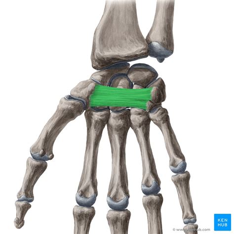 Flexor Retinaculum Retinaculum Flexorum Kenhub