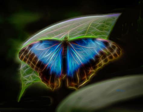 Butterfly Glow 1 Photograph By Will Wagner Pixels