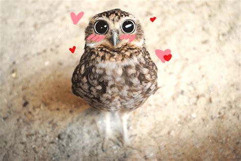 In Short Owls Are The Bees Knees And Everyone Should Love Them