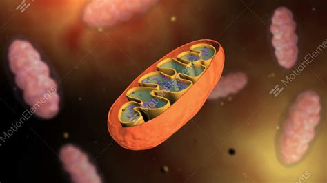 Cutaway Visualization Of Mitochondria Structure Stock Animation 9342225