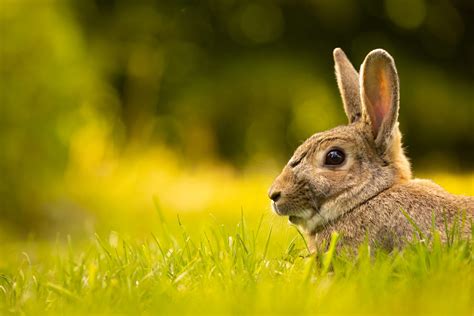 Animal Rabbit Hd Wallpaper