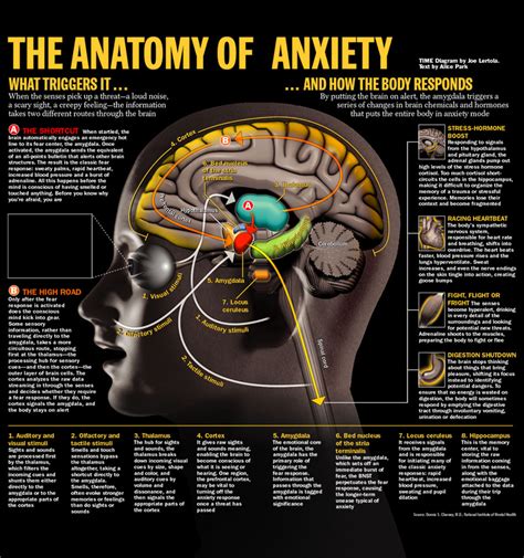 Anxiety And Brain Direct