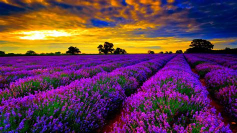 Perfect screen background display for desktop, iphone, pc, laptop, computer, android phone, smartphone, imac, macbook, tablet, mobile device. Field Lavender Purple Flowers Sunset Orange Sky Clouds Hd ...