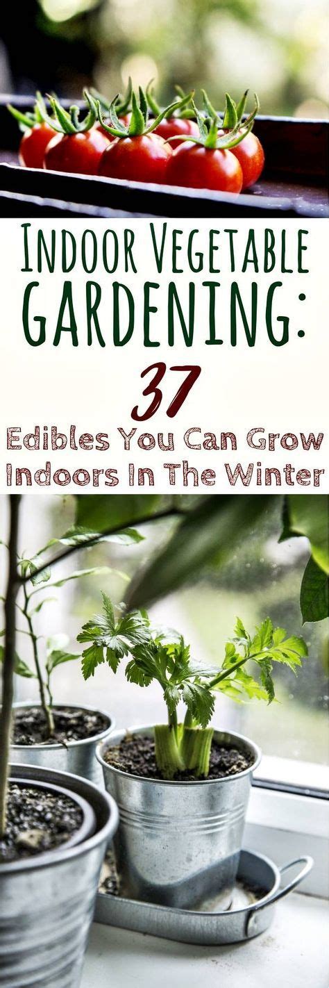 Indoor Vegetable Gardening 37 Edibles You Can Grow Indoors In The