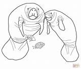 Coloring Manatee Florida Manatees Printable Drawing Colouring Sea Boy Animals Dot Popular Visit sketch template