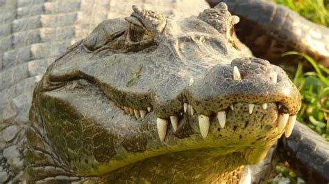 Top 15 Largest Crocodiles In The World
