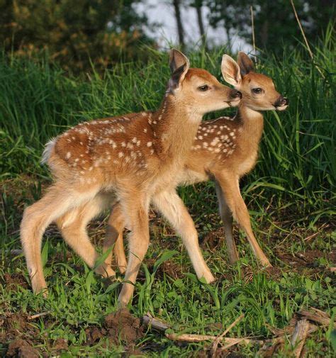 Twins With Images Deer Photos Baby Deer Baby Animals Songs