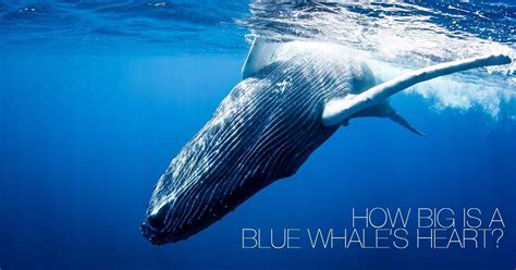 Baleen whales such as blue whales, despite their immense size, feed on tiny prey. Blue Whales Are Enormous, But The Size Of Their Hearts Is ...