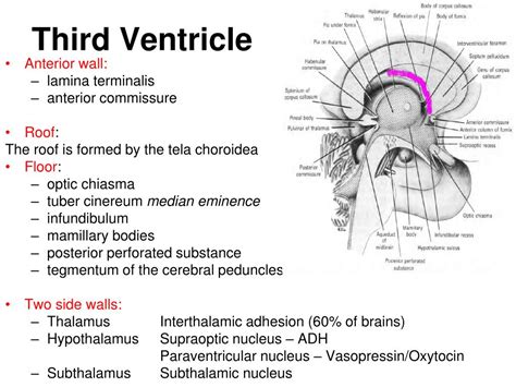 Ppt Meninges Csf And Ventricular System Powerpoint Presentation Id