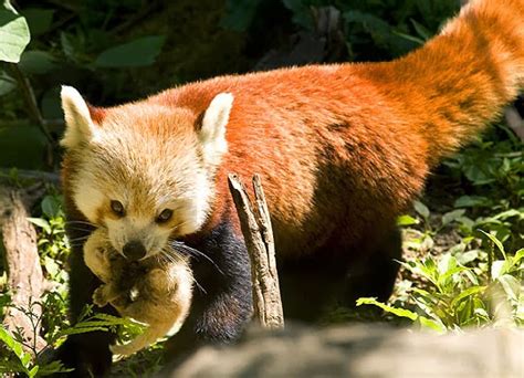 Baby Red Pandas Interesting Facts And Profile All Wildlife Photographs