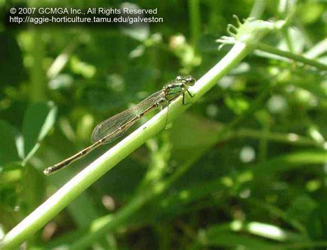 Maybe you would like to learn more about one of these? Beneficial insects in the garden: #12 Damselflies