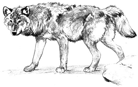 Free Wolf Coloring Pages