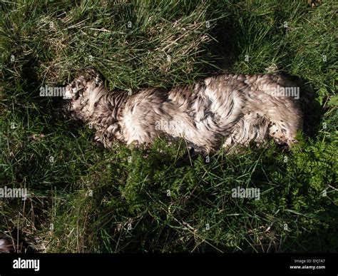 Decaying Body Hi Res Stock Photography And Images Alamy
