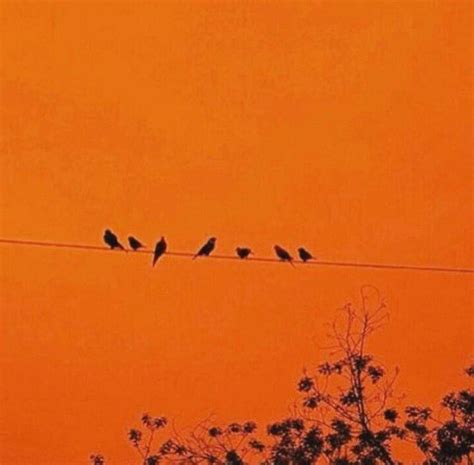 We did not find results for: 63 best Orange Aesthetics ♡ images on Pinterest | Orange ...