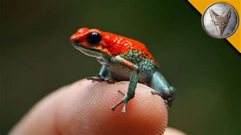 Poison Dart Frog Alchetron The Free Social Encyclopedia