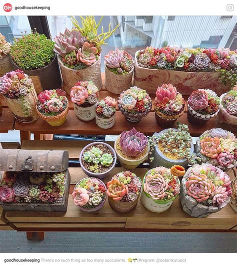 Often cultivated as a houseplant; Green Thumb Gardening & Landscaping image by Yonnie Smith ...