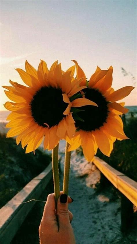 Aesthetic wallpapers aesthetic pictures nature aesthetic flowers plants flower aesthetic pretty flowers floral flowers photography. Pin on Sommer ♥