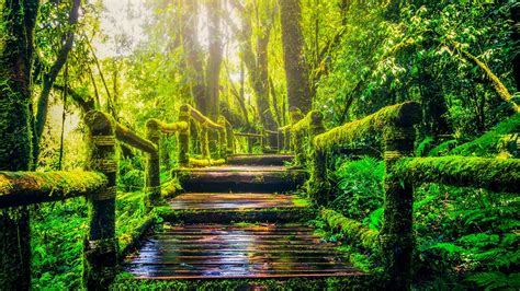 Walking Path In The Forest Hd Wallpaper Backiee