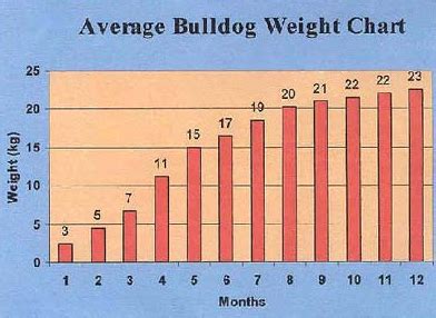 Females top out at 90 pounds while males can get up to 130 pounds. bulldog weight chart - Baggy Bulldogs