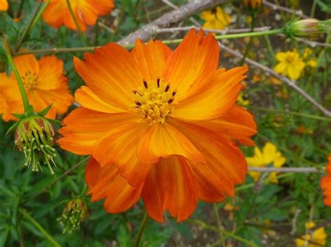 Orange Sulphureus Cosmos Flower Seeds Annual 35 Etsy