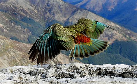 The Kea New Zealand The Kea Is The Only Alpine Parrot On Flickr