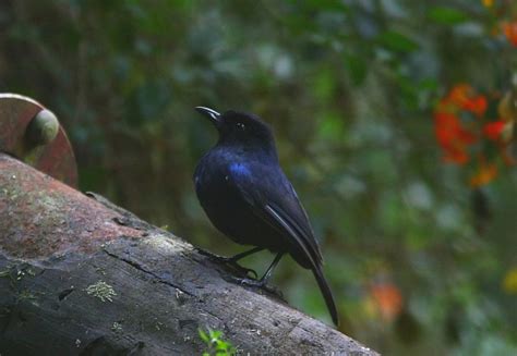 Sri Lankan Endemic Birds Lanka Arangaya Sri Lankan Whistling Thrust