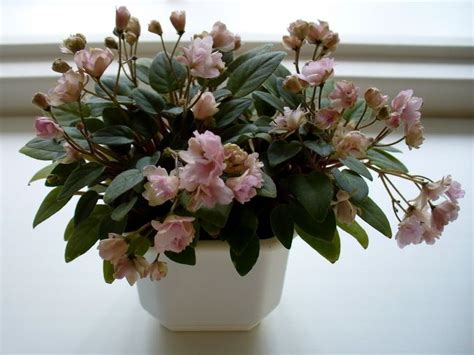 We suggest when planting your newly purchased double mint gardenia shrubs that you dig a hole twice as wide. Pink Mint | (S. Sorano) Double light pink star/variable ...