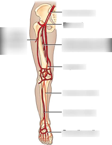 Lower Limb Arteries Labeling Diagram Quizlet
