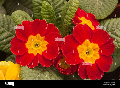 Red Primroses Spring Flowers Uk Stock Photo Alamy