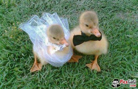 Cute Ducks Funny Wedding