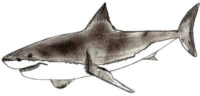 Shark pictures to draw easy. Shark Drawing at GetDrawings | Free download