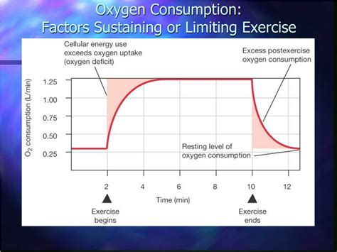 It uses oxygen to convert macronutrients (carbohydrates, fats, and protein) to atp. PPT - Integration of Metabolism: Review of Roles of Systems in Muscle Contraction PowerPoint ...