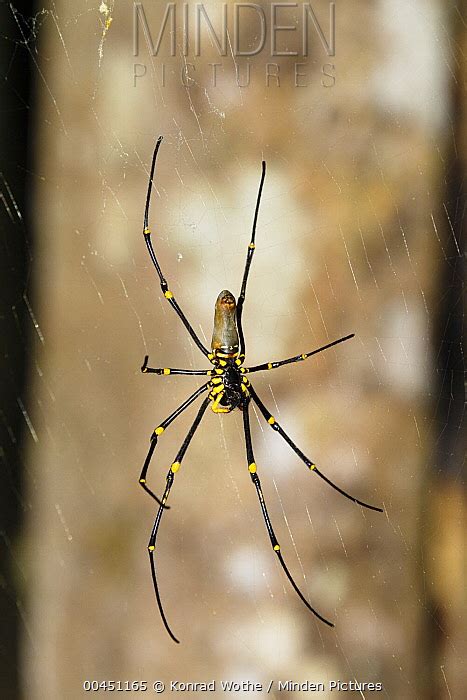 Giant Wood Spider Stock Photo Minden Pictures