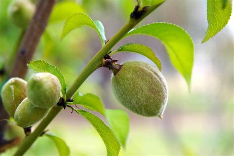 How To Grow A Nectarine Tree Garden Guides