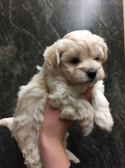 Home of the famous grand canyon we have many dogs for sale in az. Maltipoo Puppies For Sale | Phoenix, AZ #178205 | Petzlover