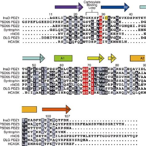 Sequence Alignment Of Pdz Domains Of Known Tertiary Structure
