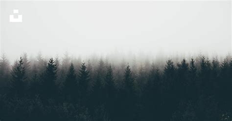 Silhouette Of Trees Covered By Fogs Photo Free Nature Image On Unsplash