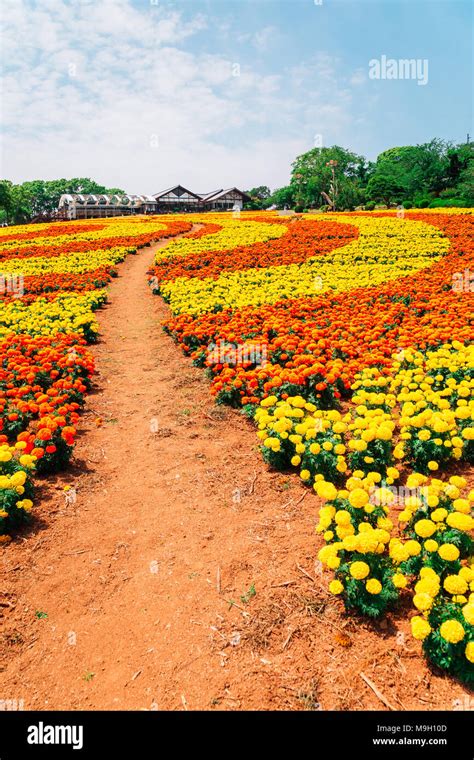 Colorful Flower Field In Nokonoshima Island Park Fukuoka Japan Stock