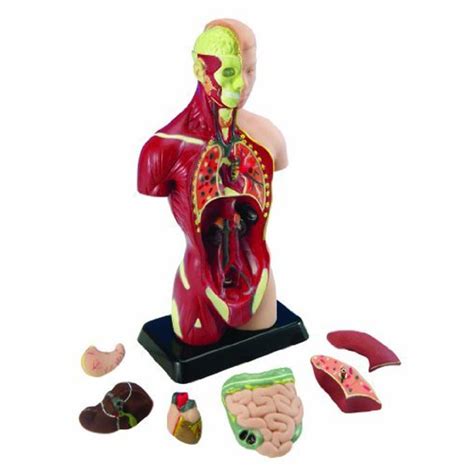 Human Torso Anatomically Accurate Model Kit