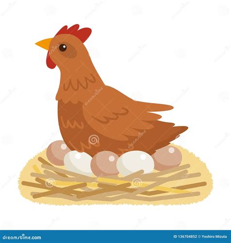 Chicken Sitting In Nest With Eggs Stock Vector Illustration Of Life