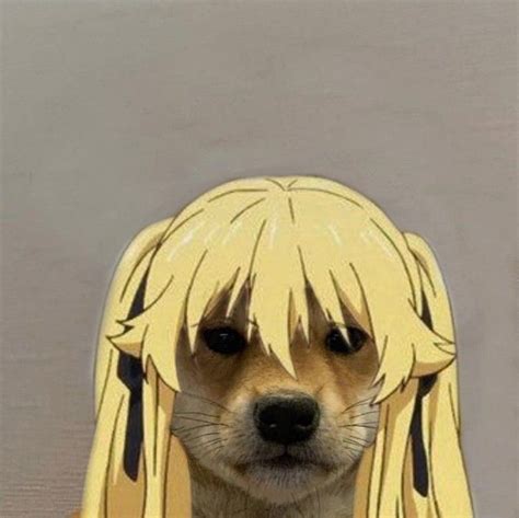 Saotome💐 Anime Funny Cat And Dog Memes Anime Memes