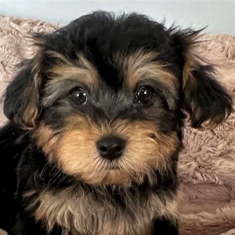 Yorkie Poo Puppy For Sale Heavenly Puppies