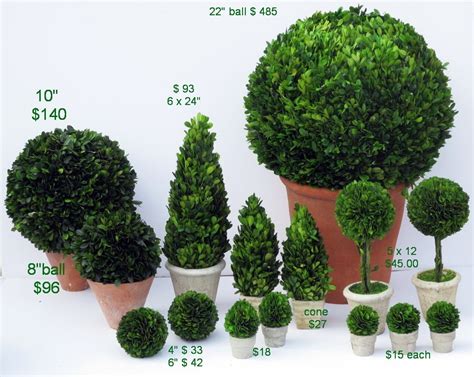 Buy topiary tree and get the best deals at the lowest prices on ebay! Preserved Boxwood Topiary For Sale at 1stdibs