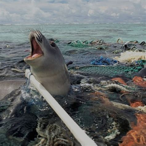 Top 172 How Many Marine Animals Die Because Of Plastic