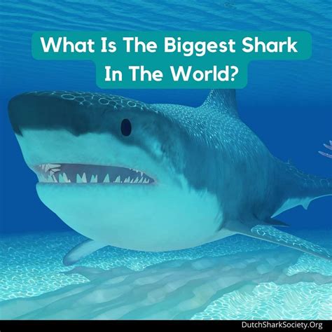 Largest Shark In The World