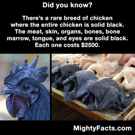 Here you can find all true facts and lot of interesting information. MightyFacts.com | Funny facts, Animal facts, Fun facts ...